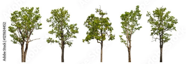 Fototapeta Collection high qaulity green tree has been cut from the original background and replaced with a transparent background for easy selection.