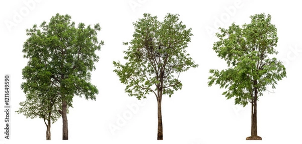Fototapeta Collection high qaulity green tree has been cut from the original background and replaced with a transparent background for easy selection.