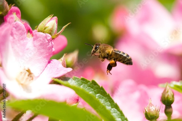 Fototapeta Abeille en vol devant rose