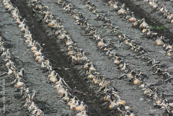 Obraz 収穫前の玉ねぎ畑