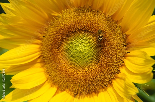 Fototapeta Sunflower and bee closeup background and texture
