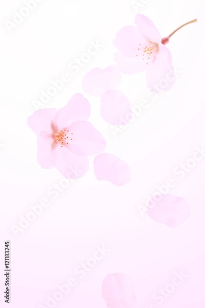 Fototapeta 桜の花びら