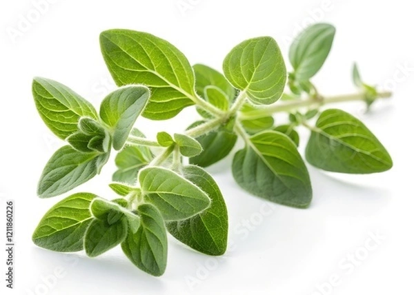 Obraz fresh basil isolated on white