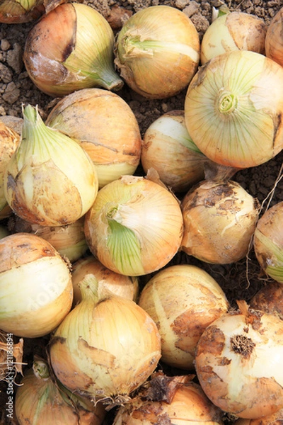 Fototapeta 淡路島のタマネギ