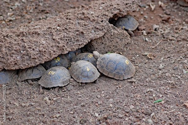 Obraz Baby giant tortoises at Charles Darwin Research Center - Santa Cruz Island