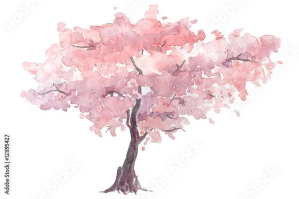 Obraz cherry trees watercolor illustration
