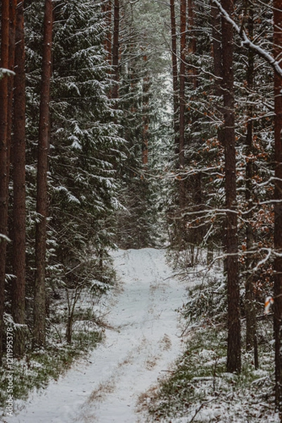 Fototapeta winter forest landscape with snow