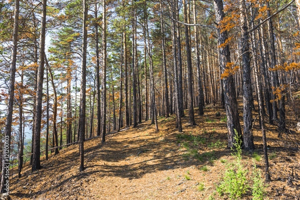 Fototapeta Тропа на крутом горном склоне