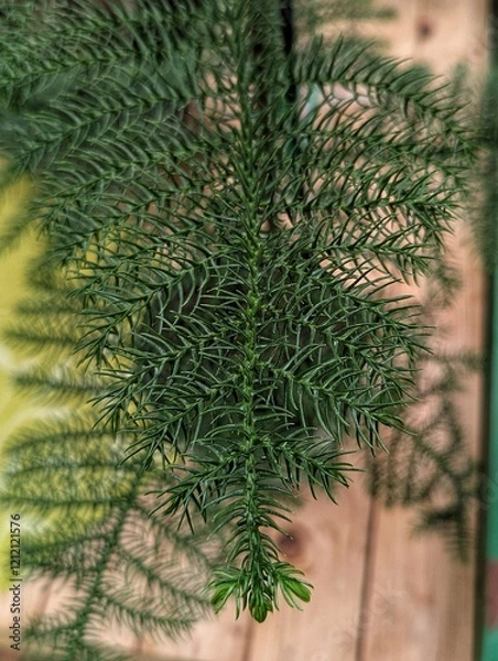 Obraz christmas tree branches