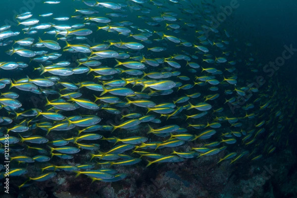 Fototapeta タカベの群れ