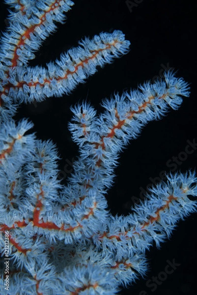 Fototapeta ヤギのポリプ