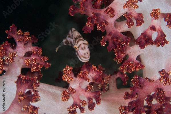 Fototapeta ソフトコーラルとカワハギ