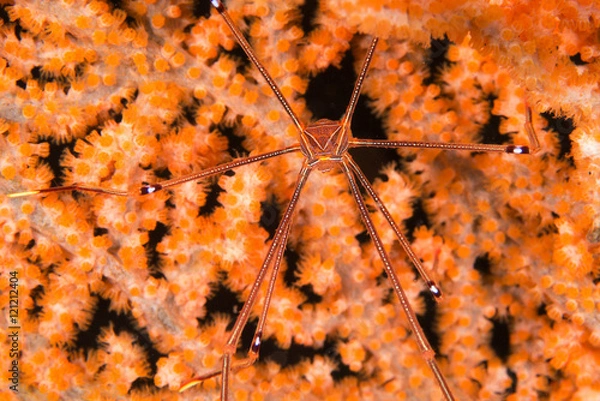 Fototapeta オルトマンワラエビ