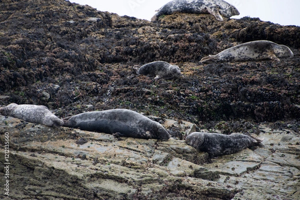 Fototapeta An Atlantic Grey Seal colony lounging on the rocks of  Seal Island, off the Cornish coast near St Ives