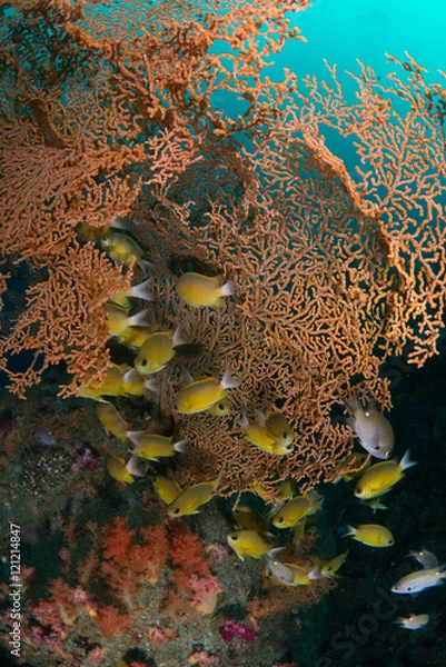 Fototapeta コガネスズメダイ