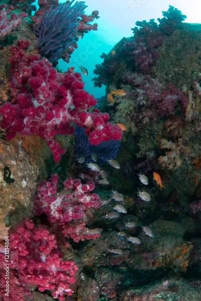 Fototapeta ソフトコーラルと小魚