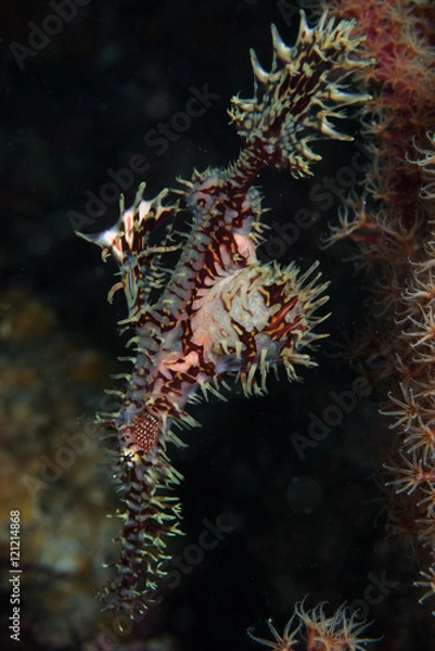 Fototapeta ニシキフウライウオ