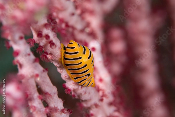 Fototapeta トラフケボリガイ