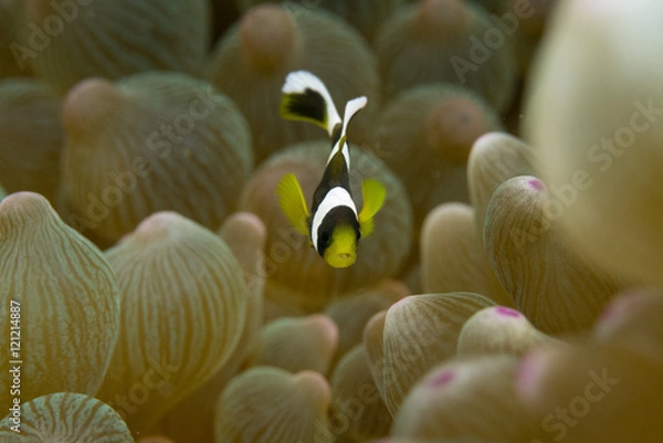 Fototapeta クマノミの赤ちゃん