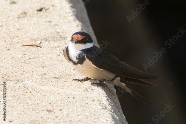 Fototapeta White-throated Swallow (Hirundo albigularis) perched on weir