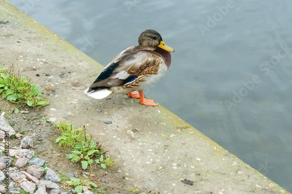 Obraz Утка у пруда