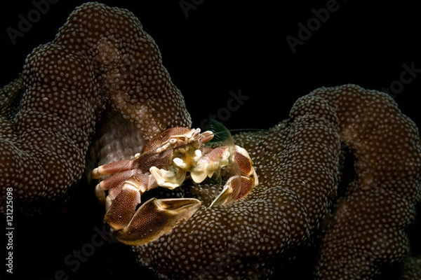 Obraz Porcelain crab