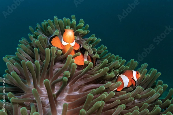 Fototapeta Ocellaris clownfish