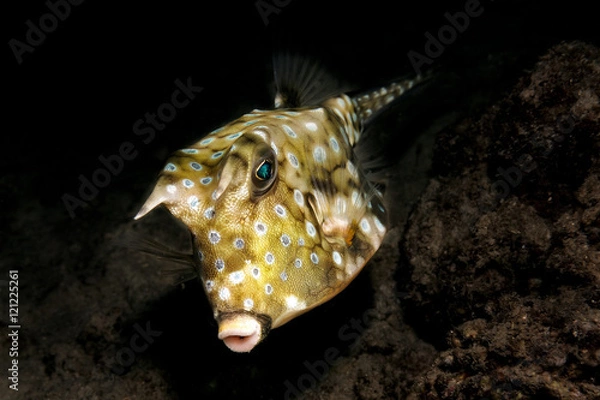 Obraz Longhorn cowfish