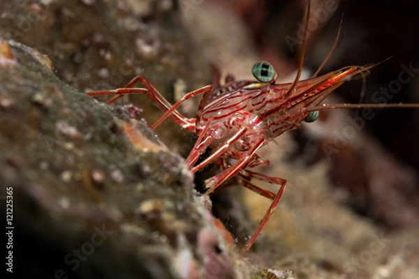 Obraz Cleaning shrimp
