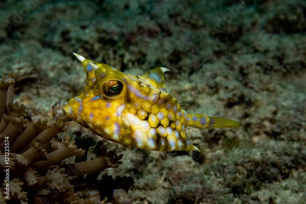 Obraz Thornback cowfish