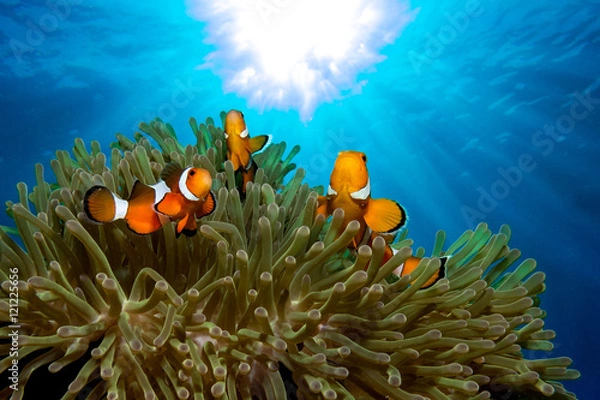 Obraz Ocellaris clownfish