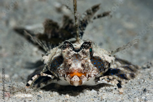 Obraz Dactylopus kuiteri