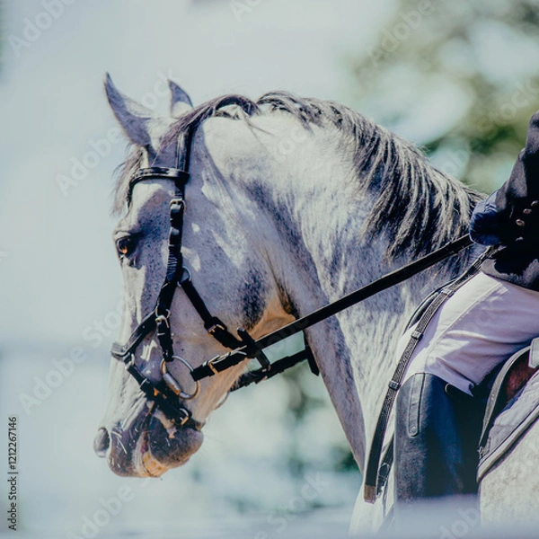 Fototapeta A beautiful gray horse with a dappled coat competes in dressage events in the bright sunlight. This image represents the world of equestrian sports and the joy of horseback riding.