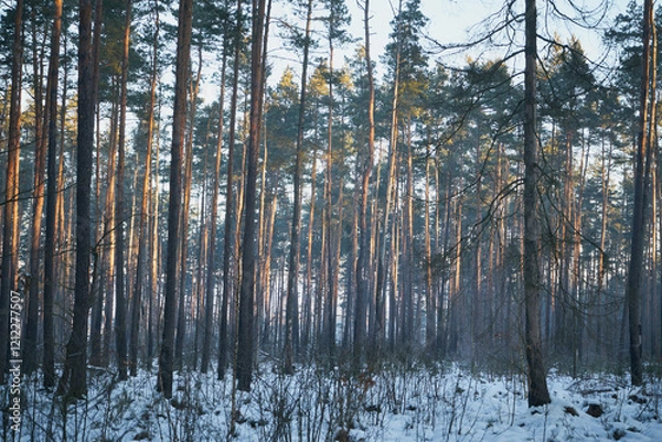 Fototapeta zima ,las 