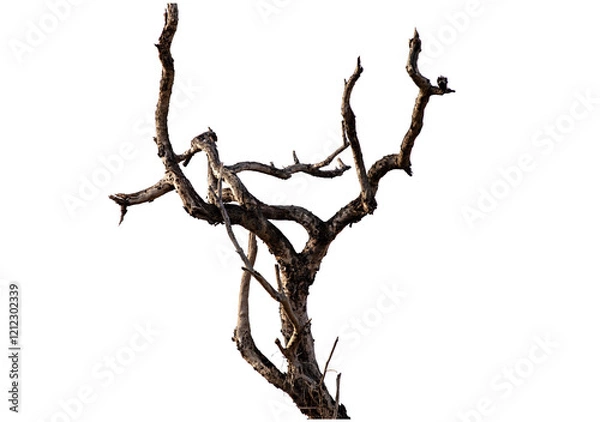 Fototapeta Branch of dead tree with clipping path isolated on white background.