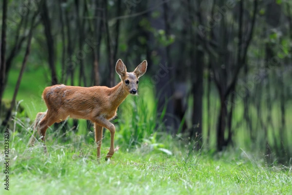 Fototapeta Deer in forest