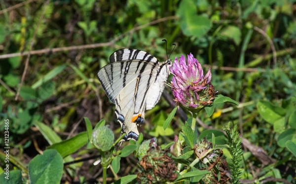 Obraz Butterfly (Iphiclides podalirius) sitting on a clover flower.