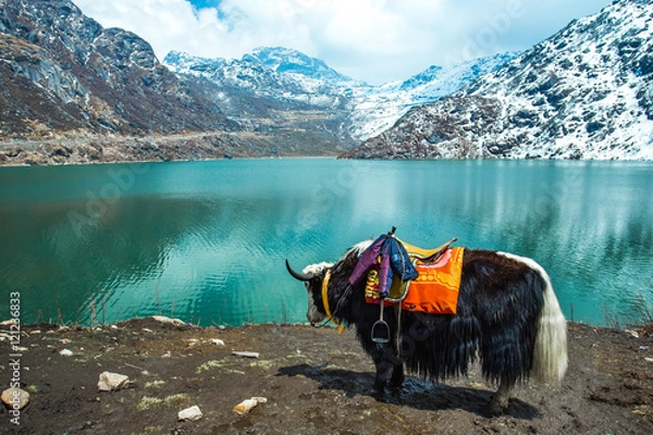 Fototapeta Jezioro Tsangmo w Sikkimie w Indiach