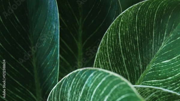 Fototapeta Close-up macro green leave texture tropical forest plant.abstract nature background.Curve leaf botany foliage dark desktop wallpaper.