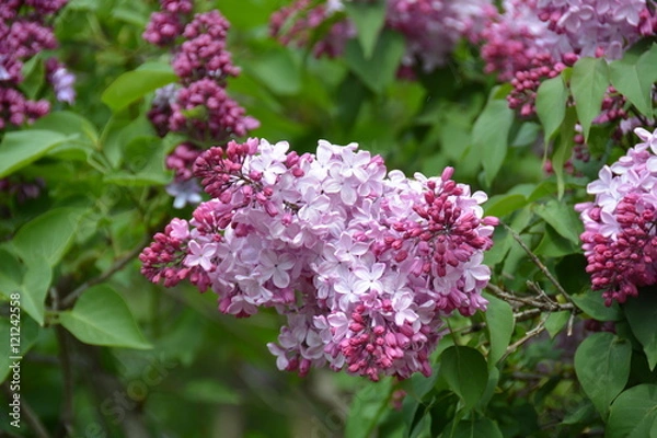 Obraz Beautiful lilac tree in the garden  