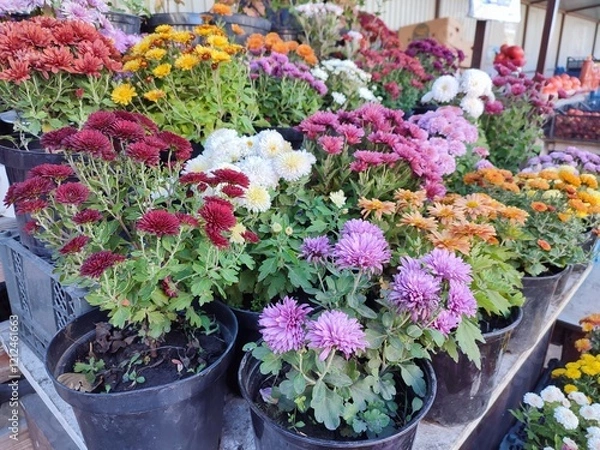 Fototapeta flowers in pots