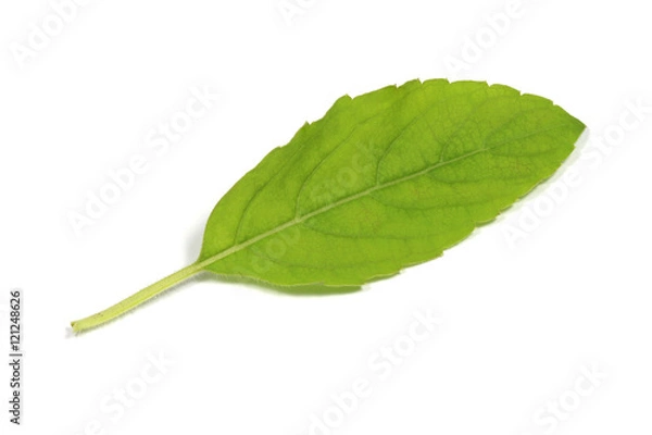 Fototapeta Fresh basil leafs isolated on white background