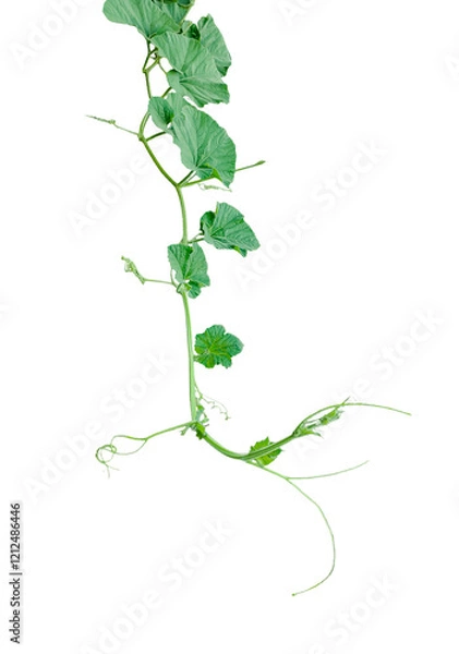Fototapeta Go to Page
|12345...17Next
a gourd vine with green leaves and leaves on it, a gourd plant branch with green leaves on a transparent background,