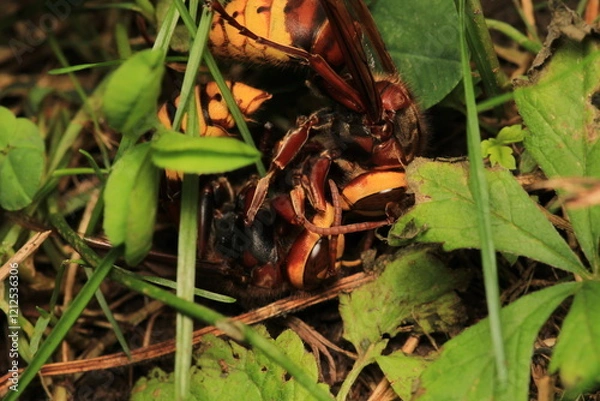 Fototapeta vespa crabro hornet macro photo