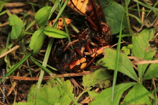 Fototapeta vespa crabro hornet macro photo
