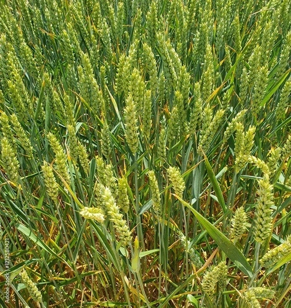Obraz bristle grass