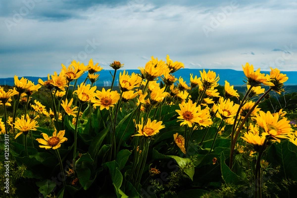 Obraz Spring Wildflower Bloom, Kittitas County, Washington, 2011