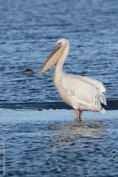 Obraz Eastern-white pelican, Pelecanus onocrotalus