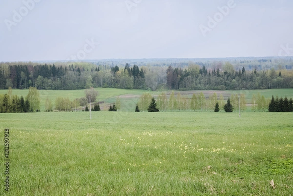 Fototapeta The spring landscape is lush, with light green colors dominating the leaves of various trees and shrubs, but there are also dark accents on the spruces.