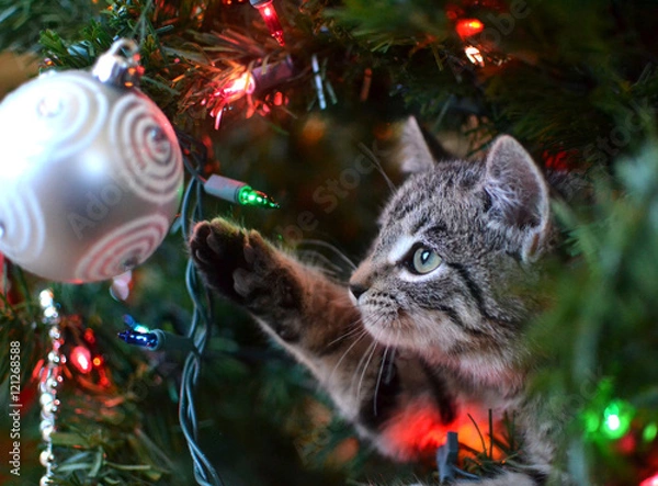 Fototapeta Kitten in a Christmas tree